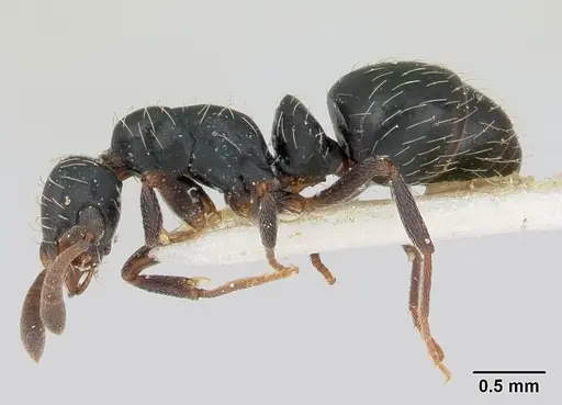 Thaumatomyrmex mutilatus specimen CASENT0173034 image casent0173034_3