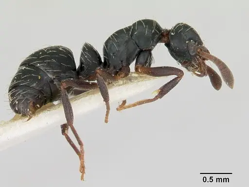 Thaumatomyrmex mutilatus specimen CASENT0173034 image casent0173034_4