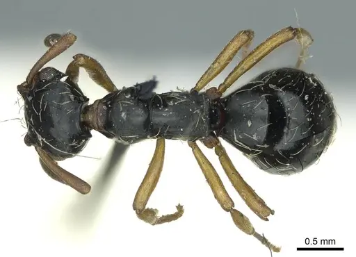 Thaumatomyrmex mutilatus specimen CASENT0915903 image casent0915903_1