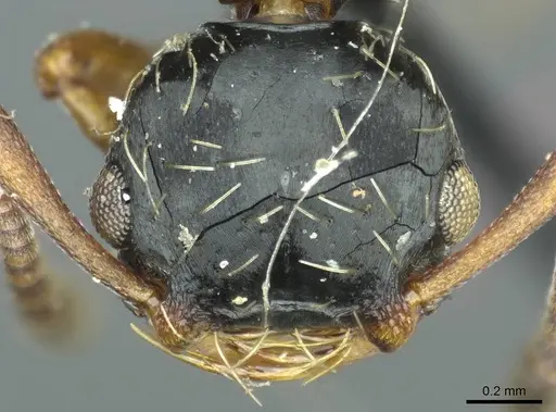 Thaumatomyrmex mutilatus specimen CASENT0915903 image casent0915903_2