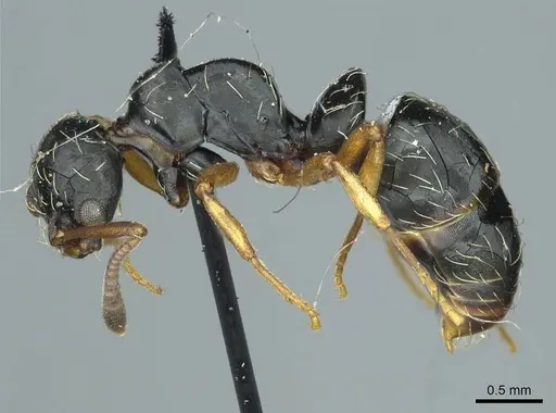 Thaumatomyrmex mutilatus specimen CASENT0915903 image casent0915903_3