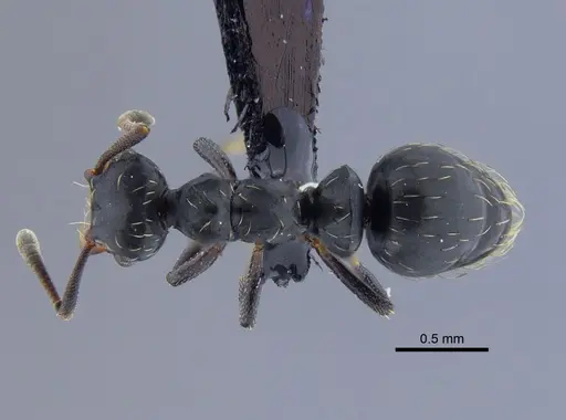 Thaumatomyrmex mutilatus specimen CBUMAGENT41752 image cbumagent41752_1