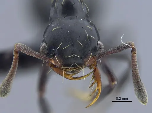 Thaumatomyrmex mutilatus specimen CBUMAGENT41752 image cbumagent41752_2