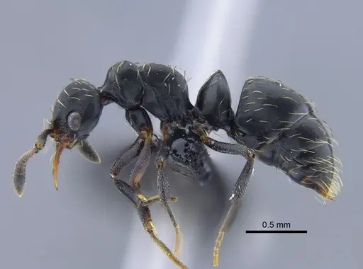 Thaumatomyrmex mutilatus specimen CBUMAGENT41752 image cbumagent41752_3