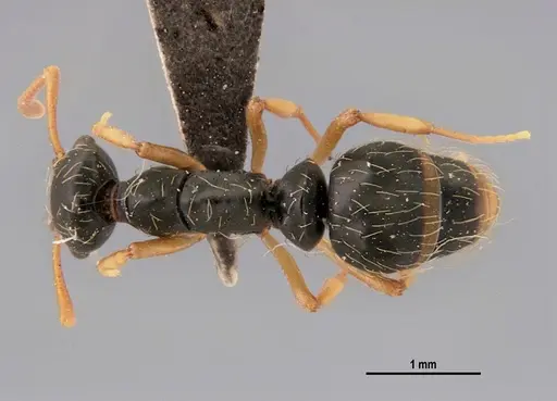 Thaumatomyrmex mutilatus specimen LABSEI image labsei_000185_1