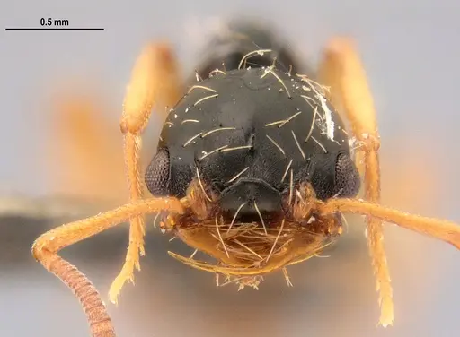Thaumatomyrmex mutilatus specimen LABSEI image labsei_000185_2