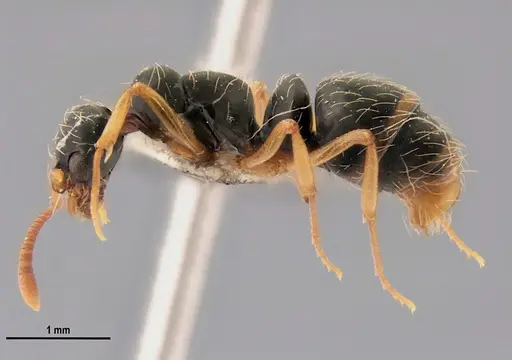 Thaumatomyrmex mutilatus specimen LABSEI image labsei_000185_3