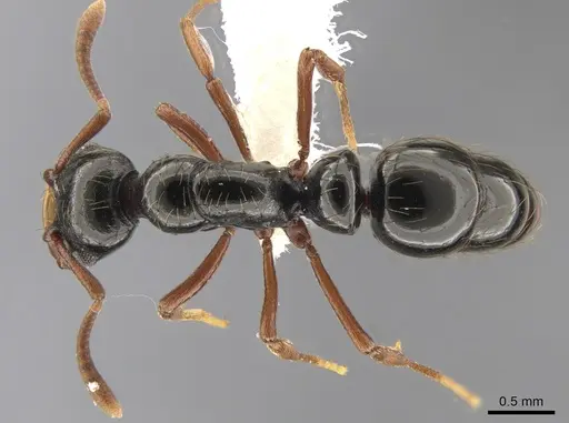 Thaumatomyrmex nageli specimen CASENT0652032 image casent0652032_1