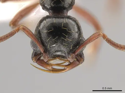 Thaumatomyrmex nageli specimen CASENT0652032 image casent0652032_2