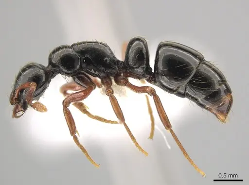 Thaumatomyrmex nageli specimen CASENT0652032 image casent0652032_3