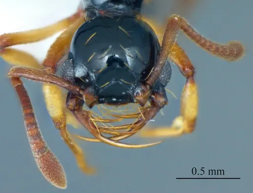 Thaumatomyrmex zeteki specimen ANTWEB1041419 image antweb1041419_1