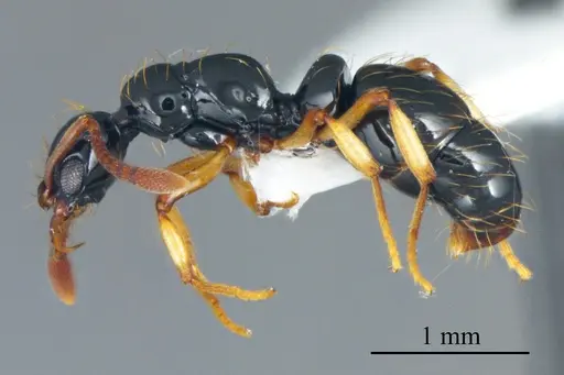 Thaumatomyrmex zeteki specimen ANTWEB1041419 image antweb1041419_2