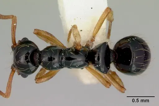 Thaumatomyrmex zeteki specimen CASENT0172074 image casent0172074_1