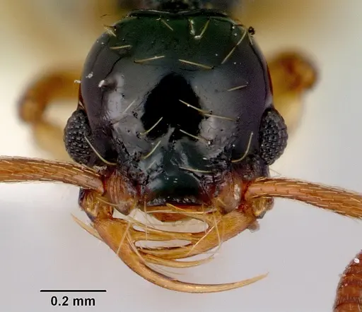 Thaumatomyrmex zeteki specimen CASENT0172074 image casent0172074_2