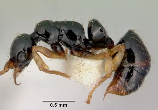 Thaumatomyrmex zeteki specimen CASENT0172074 image casent0172074_3