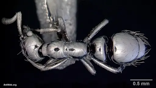 Thaumatomyrmex zeteki specimen CASENT0172487 image casent0172487_1