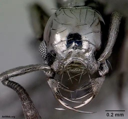 Thaumatomyrmex zeteki specimen CASENT0172487 image casent0172487_2