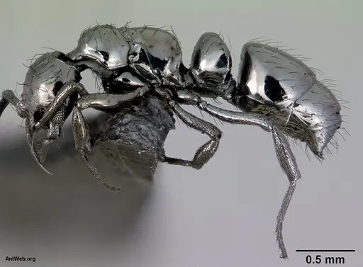 Thaumatomyrmex zeteki specimen CASENT0172487 image casent0172487_3