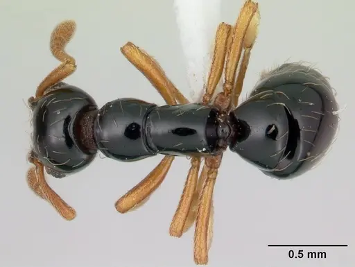 Thaumatomyrmex zeteki specimen CASENT0178702 image casent0178702_1