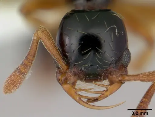 Thaumatomyrmex zeteki specimen CASENT0178702 image casent0178702_2