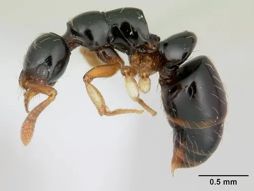 Thaumatomyrmex zeteki specimen CASENT0178702 image casent0178702_3