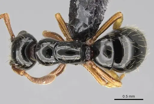 Thaumatomyrmex zeteki specimen CASENT0318451 image casent0318451_1