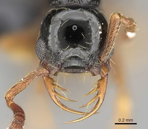 Thaumatomyrmex zeteki specimen CASENT0318451 image casent0318451_2