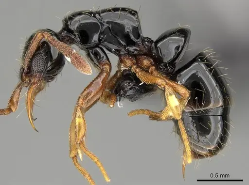 Thaumatomyrmex zeteki specimen CASENT0318451 image casent0318451_3