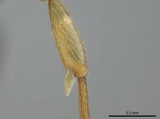 Thaumatomyrmex zeteki specimen CASENT0318452 image casent0318452_1