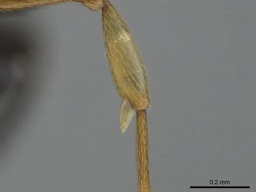 Thaumatomyrmex zeteki specimen CASENT0318452 image casent0318452_2