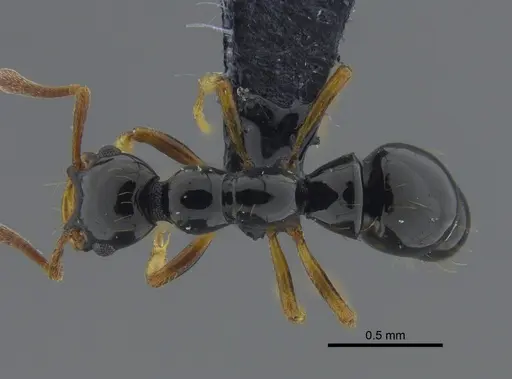 Thaumatomyrmex zeteki specimen CBUMAGENT41672 image cbumagent41672_1