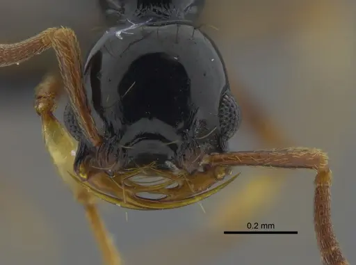 Thaumatomyrmex zeteki specimen CBUMAGENT41672 image cbumagent41672_2
