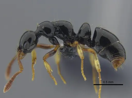 Thaumatomyrmex zeteki specimen CBUMAGENT41672 image cbumagent41672_3