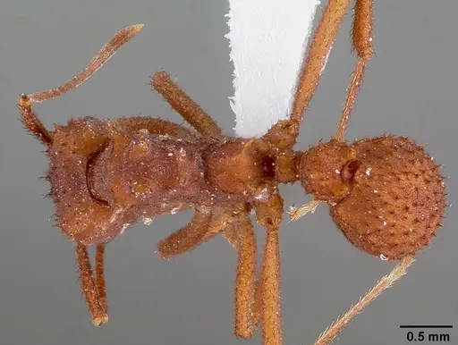 Trachymyrmex arizonensis specimen CASENT0000334 image casent0000334_1