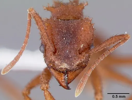 Trachymyrmex arizonensis specimen CASENT0000334 image casent0000334_2