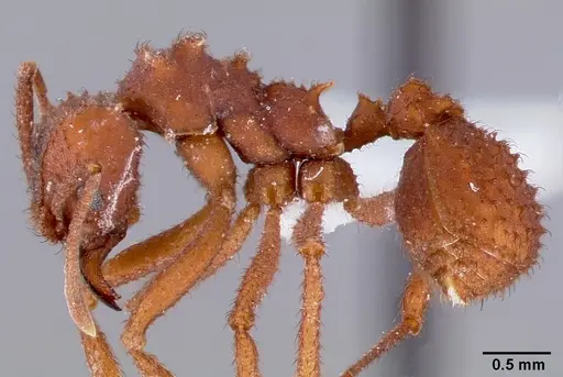 Trachymyrmex arizonensis specimen CASENT0000334 image casent0000334_3