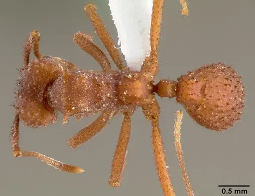 Trachymyrmex arizonensis specimen CASENT0000359 image casent0000359_1
