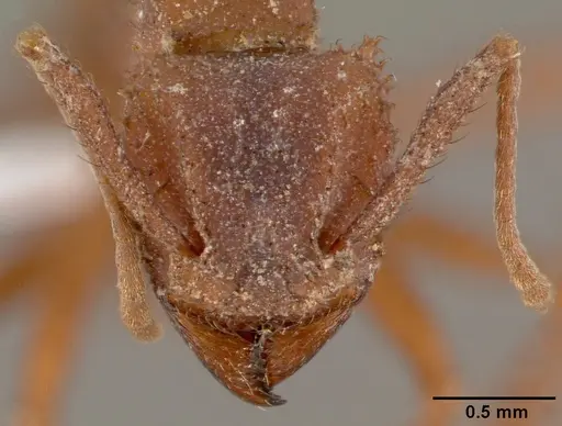 Trachymyrmex arizonensis specimen CASENT0000359 image casent0000359_2