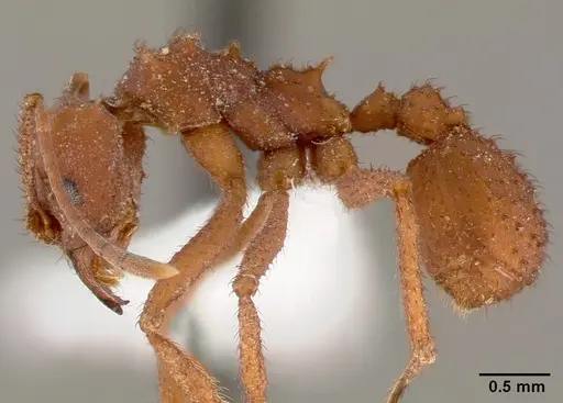 Trachymyrmex arizonensis specimen CASENT0000359 image casent0000359_3