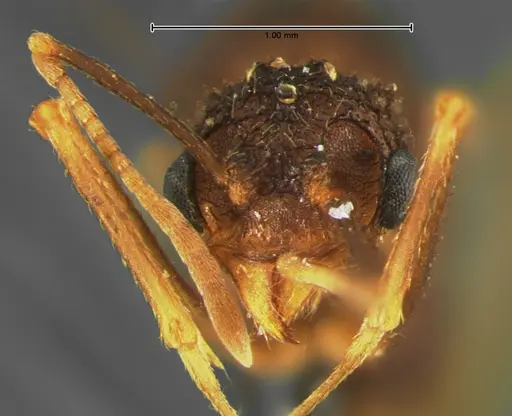 Trachymyrmex arizonensis specimen CASENT0105667 image casent0105667_1