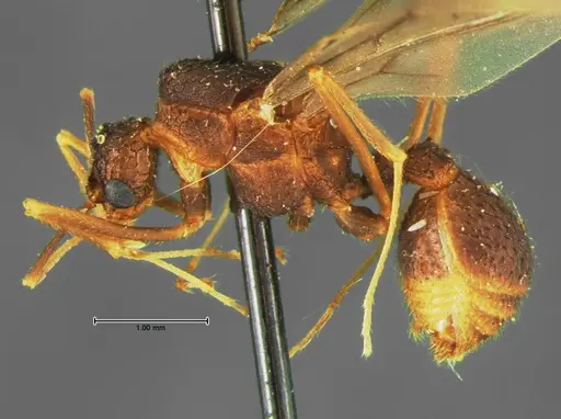 Trachymyrmex arizonensis specimen CASENT0105667 image casent0105667_2