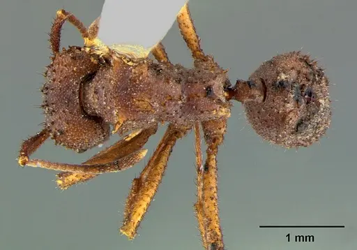 Trachymyrmex arizonensis specimen CASENT0105872 image casent0105872_1