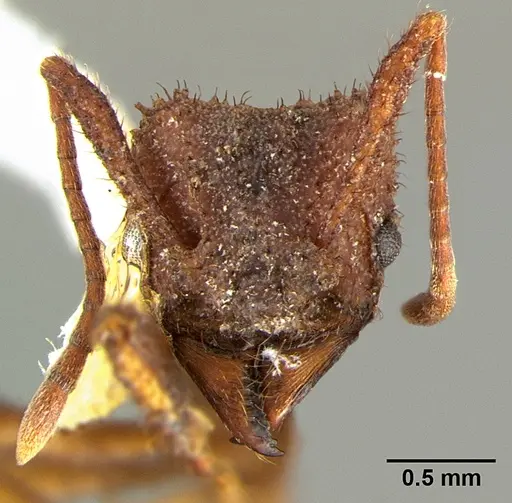 Trachymyrmex arizonensis specimen CASENT0105872 image casent0105872_2