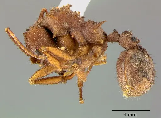 Trachymyrmex arizonensis specimen CASENT0105872 image casent0105872_3