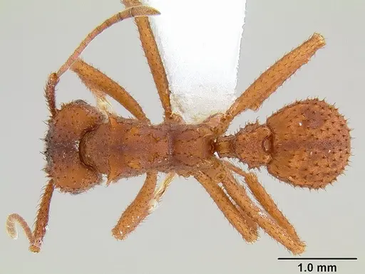 Trachymyrmex arizonensis specimen CASENT0106047 image casent0106047_1