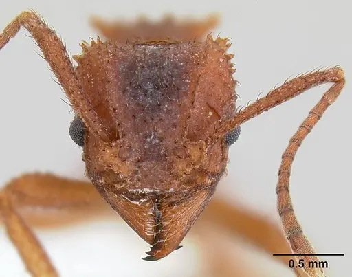 Trachymyrmex arizonensis specimen CASENT0106047 image casent0106047_2
