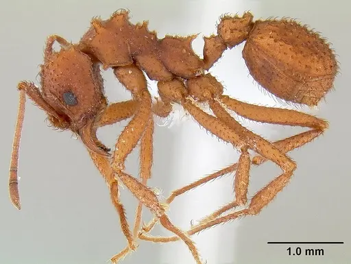 Trachymyrmex arizonensis specimen CASENT0106047 image casent0106047_3