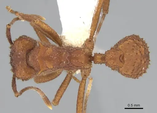 Trachymyrmex arizonensis specimen CASENT0919967 image casent0919967_1