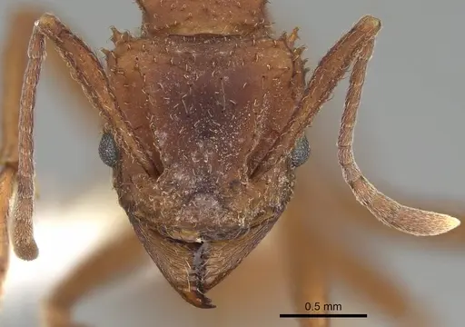 Trachymyrmex arizonensis specimen CASENT0919967 image casent0919967_2