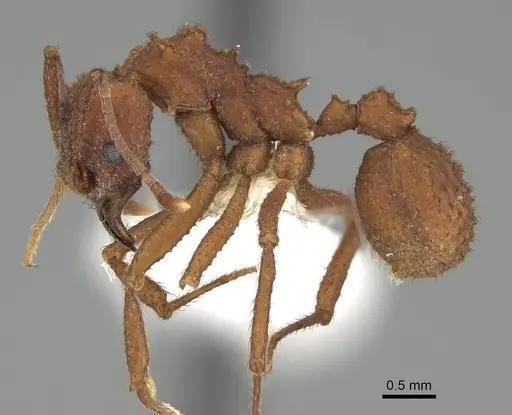 Trachymyrmex arizonensis specimen CASENT0919967 image casent0919967_3